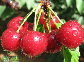 櫻桃發(fā)霉還能吃嗎？櫻桃長霉還能吃嗎？