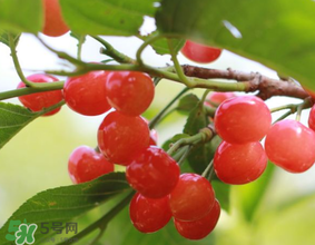 櫻桃發(fā)霉還能吃嗎？櫻桃長霉還能吃嗎？