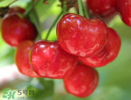 櫻桃為什么這樣紅？櫻桃為什么是紅色？