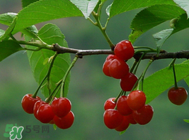 櫻桃為什么這樣紅？櫻桃為什么是紅色？