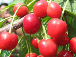 櫻桃為什么有一股藥味？櫻桃有藥味怎么辦？