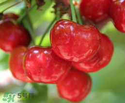 櫻桃為什么有一股藥味？櫻桃有藥味怎么辦？