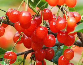 櫻桃一天吃多少合適？櫻桃一天最多吃多少？