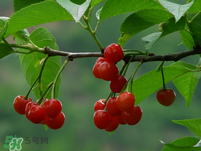 櫻桃一天吃多少合適？櫻桃一天最多吃多少？