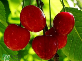 櫻桃為什么有蟲？櫻桃里面有蟲能吃嗎？