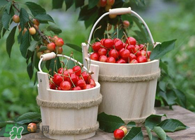 櫻桃為什么有蟲？櫻桃里面有蟲能吃嗎？