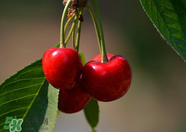 櫻桃為什么有蟲？櫻桃里面有蟲能吃嗎？