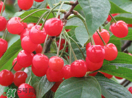 櫻桃什么時(shí)候成熟？櫻桃什么時(shí)候上市？