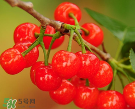 櫻桃什么時(shí)候成熟？櫻桃什么時(shí)候上市？