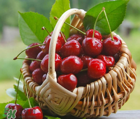 櫻桃什么時(shí)候成熟？櫻桃什么時(shí)候上市？