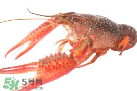 小龍蝦怎樣清洗？小龍蝦怎么洗最干凈？