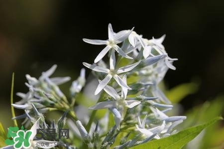 甘草有什么作用？甘草怎么吃？