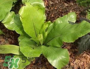 負卡路里的食物有哪些？負卡路里食物真的吃不胖嗎？