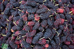 上火吃是什么降火快 春天吃什么降火最快 上火吃是什么降火快 春天吃什么降火最快