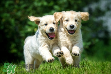 禽流感可以養(yǎng)狗嗎？禽流感期間能養(yǎng)狗嗎？