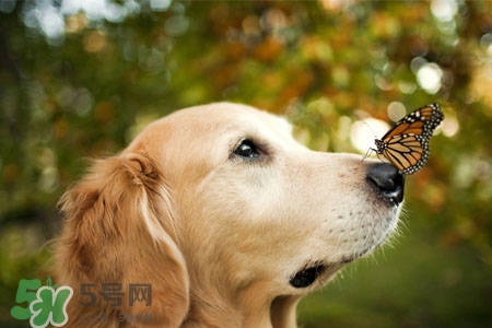 禽流感可以養(yǎng)狗嗎？禽流感期間能養(yǎng)狗嗎？