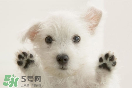 禽流感可以養(yǎng)狗嗎？禽流感期間能養(yǎng)狗嗎？