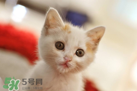 禽流感可以養(yǎng)貓嗎？禽流感期間能養(yǎng)貓嗎？