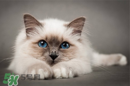 禽流感可以養(yǎng)貓嗎？禽流感期間能養(yǎng)貓嗎？