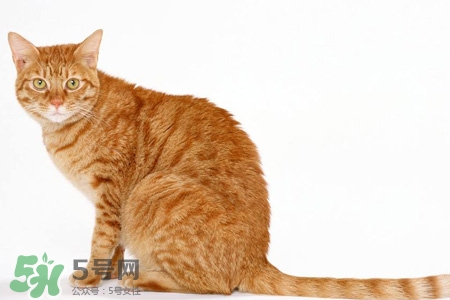 禽流感可以養(yǎng)貓嗎？禽流感期間能養(yǎng)貓嗎？