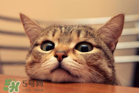 禽流感可以養(yǎng)貓嗎？禽流感期間能養(yǎng)貓嗎？