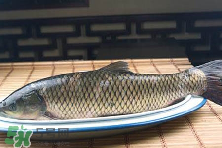草魚(yú)能生吃嗎？草魚(yú)可以直接生吃嗎？