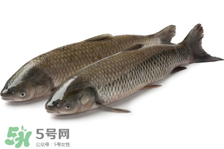 孕婦可以吃草魚嗎？懷孕了能吃草魚嗎？