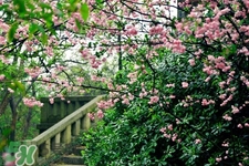 櫻花一般什么時候開？櫻花一般幾月份開？