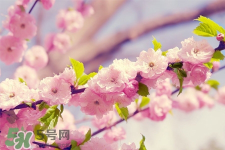 櫻花一般什么時候開？櫻花一般幾月份開？