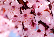 3月初日本的櫻花開了嗎？2017年日本櫻花季預(yù)測(cè)