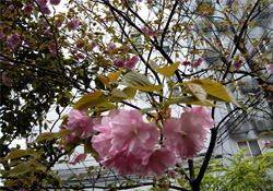 4月份適合種什么花？四月份種什么花好？