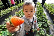 3月份可以摘草莓嗎？三月份有草莓可以摘嗎？