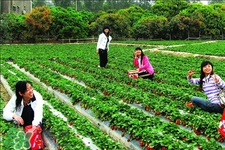 4月份可以摘草莓嗎？四月份有草莓可以摘嗎？