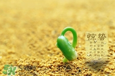 驚蟄節(jié)氣要注意什么？驚蟄節(jié)氣養(yǎng)生注意事項(xiàng)