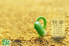 驚蟄如何養(yǎng)生？驚蟄前后如何養(yǎng)生？