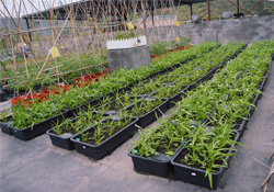 4月份可以種什么菜？四月份種什么菜好？