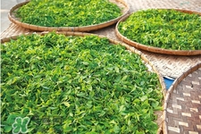 4月份喝什么茶好？四月份適合喝什么茶？