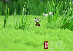 驚蟄出生的孩子好嗎？2017驚蟄出生的人運(yùn)勢(shì)好嗎？