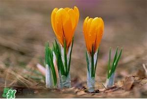 春季養(yǎng)生要點 春季養(yǎng)生的方法