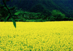 3月份能看到油菜花嗎？三月份有油菜花看嗎？