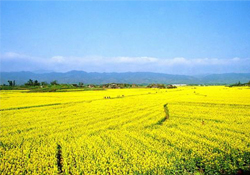 油菜花幾月開？油菜花什么季節(jié)開？