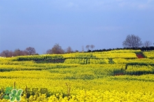 3月份能看到油菜花嗎？三月份有油菜花看嗎？