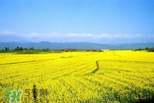 油菜花能開(kāi)多久？油菜花花期有多長(zhǎng)？