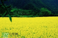 油菜花能開(kāi)多久？油菜花花期有多長(zhǎng)？