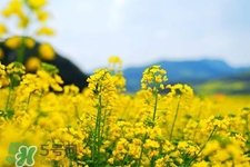 油菜花蜜為什么便宜？油菜花蜜的作用與功效