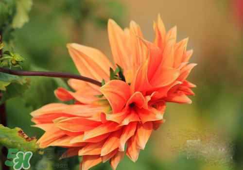 花粉過敏會(huì)遺傳嗎？花粉過敏為什么會(huì)遺傳？