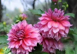 花粉過敏會(huì)遺傳嗎？花粉過敏為什么會(huì)遺傳？