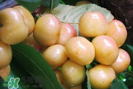 白玉櫻桃是什么？白玉櫻桃能吃嗎？