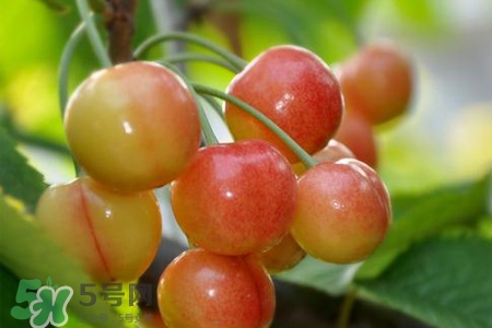 白玉櫻桃是什么？白玉櫻桃能吃嗎？