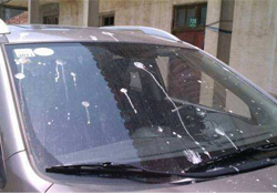 禽流感期間能接觸鳥(niǎo)糞嗎？碰到鳥(niǎo)糞會(huì)得禽流感嗎？